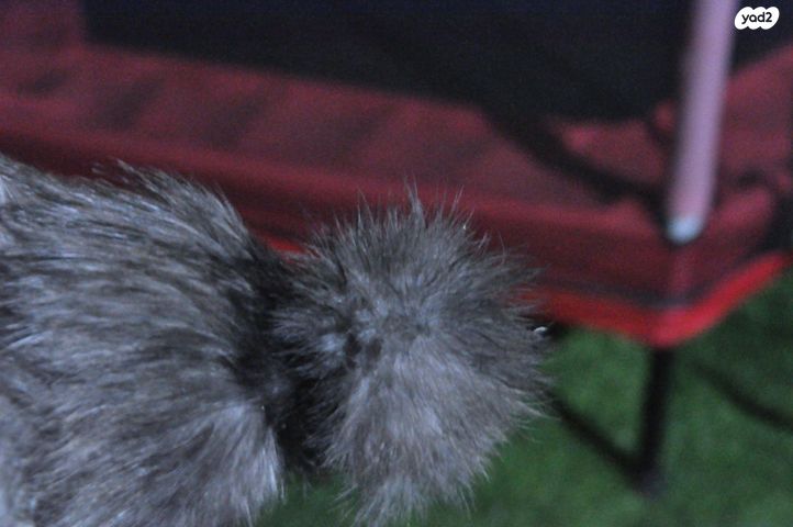 חיית משק פולני