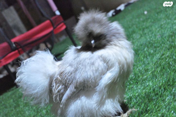 חיית משק פולני