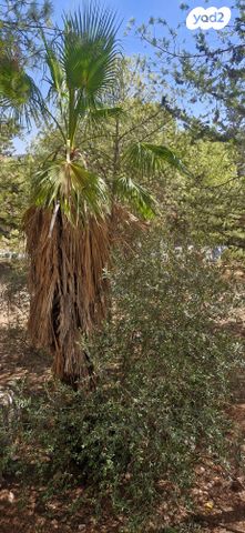 דירה, אשכול, כרמיאל