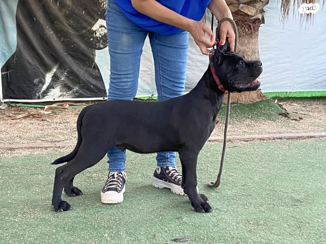 כלב קאנה קורסו