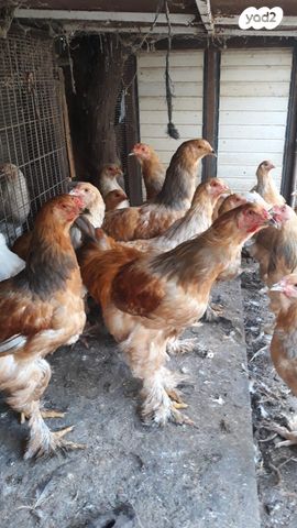 תמונת מודעה - חיות מחמד