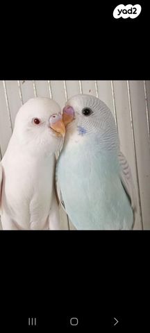 תמונת מודעה - חיות מחמד