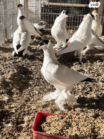 תמונת מודעה - חיות מחמד