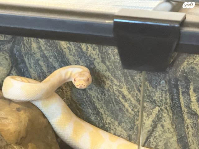 תמונת מודעה - חיות מחמד