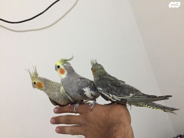 תמונת מודעה - חיות מחמד