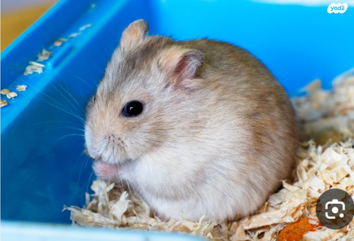 תמונת מודעה - חיות מחמד