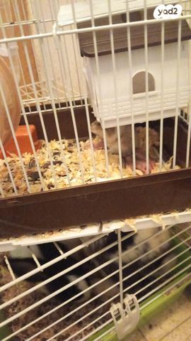 תמונת מודעה - חיות מחמד