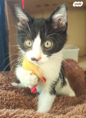 תמונת מודעה - חיות מחמד