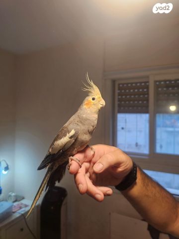 תמונת מודעה - חיות מחמד