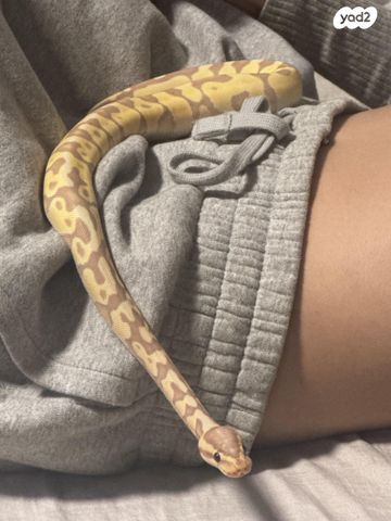 תמונת מודעה - חיות מחמד