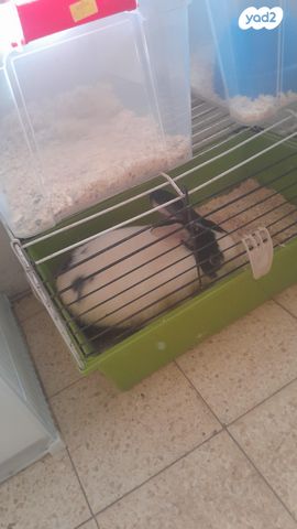 תמונת מודעה - חיות מחמד