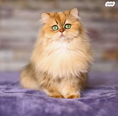 תמונת מודעה - חיות מחמד