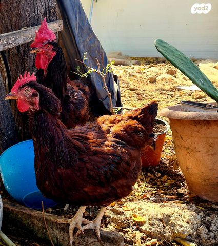 תמונת מודעה - חיות מחמד