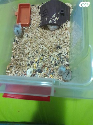 מכרסם אוגר סיבירי