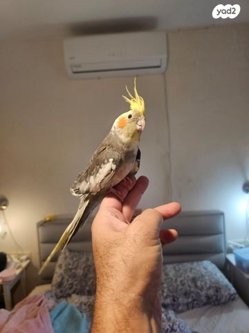 תוכי קוקוטייל