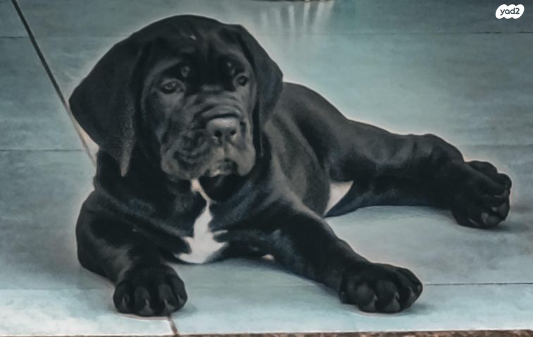 כלב קאנה קורסו