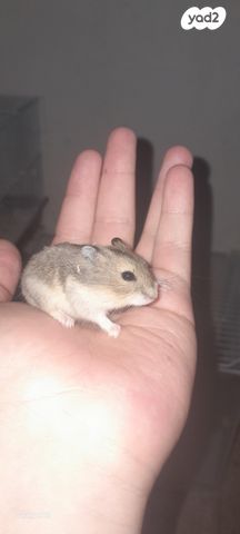 מכרסם אוגר סיבירי