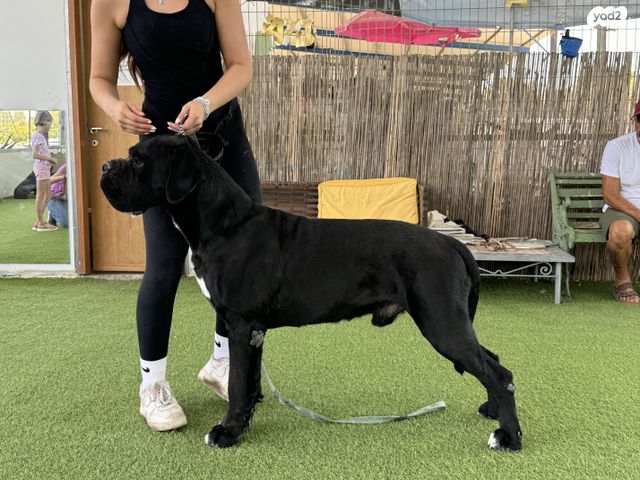 כלב קאנה קורסו