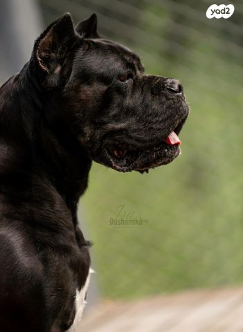 כלב קאנה קורסו