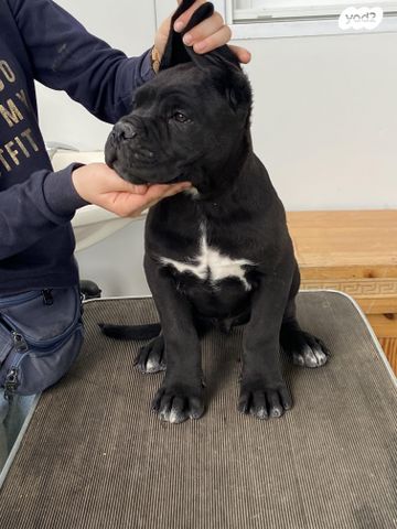 כלב קאנה קורסו