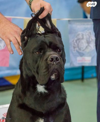 כלב קאנה קורסו