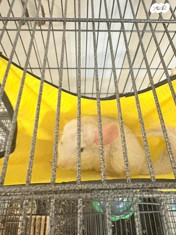 אביזרים | כלוב