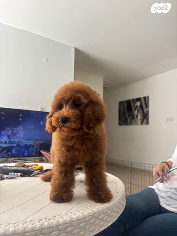 תמונת מודעה - חיות מחמד