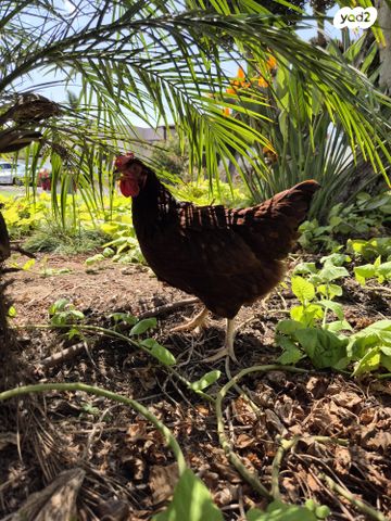 תמונת מודעה - חיות מחמד