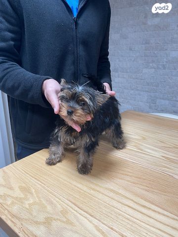 תמונת מודעה - חיות מחמד