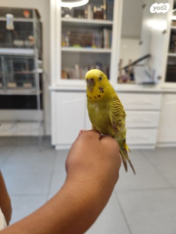 תמונת מודעה - חיות מחמד