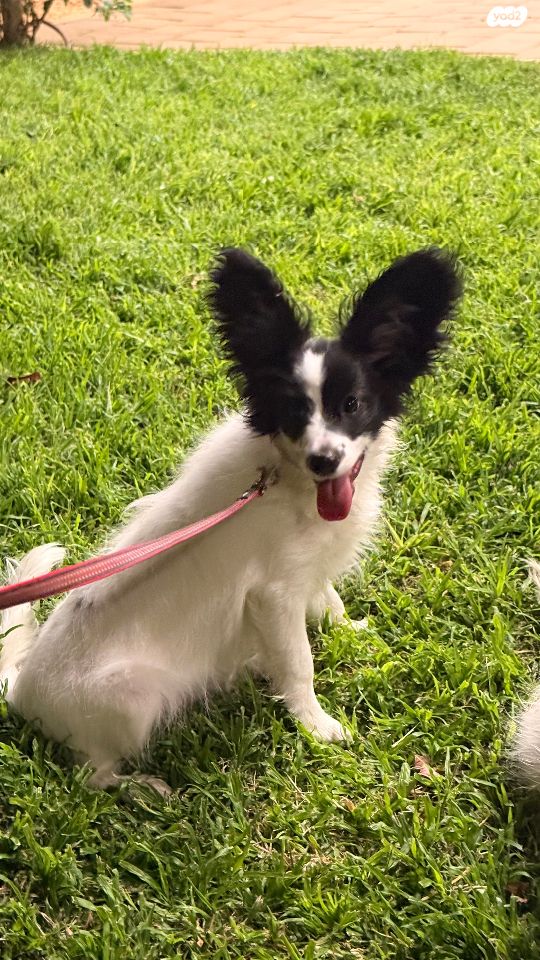 תמונת מודעה - חיות מחמד