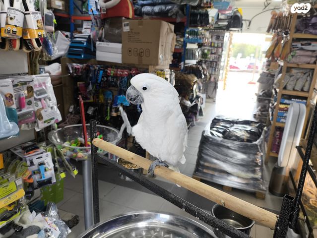 תמונת מודעה - חיות מחמד