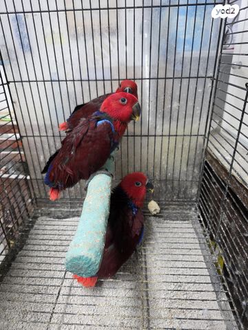 תוכי אקלקטוס