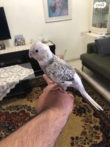 תוכי קוקוטייל