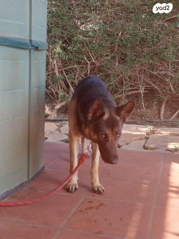 כלב רועה גרמני