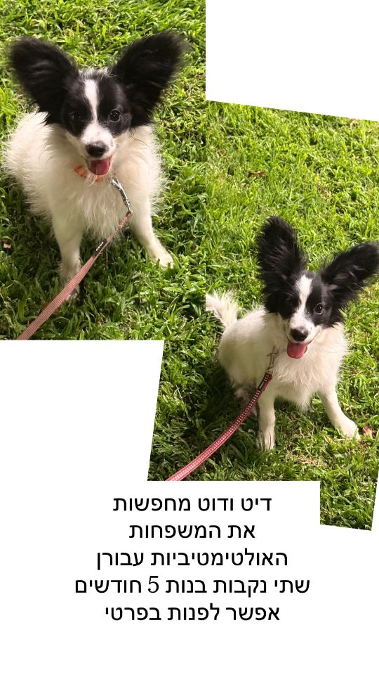 כלב פפיון