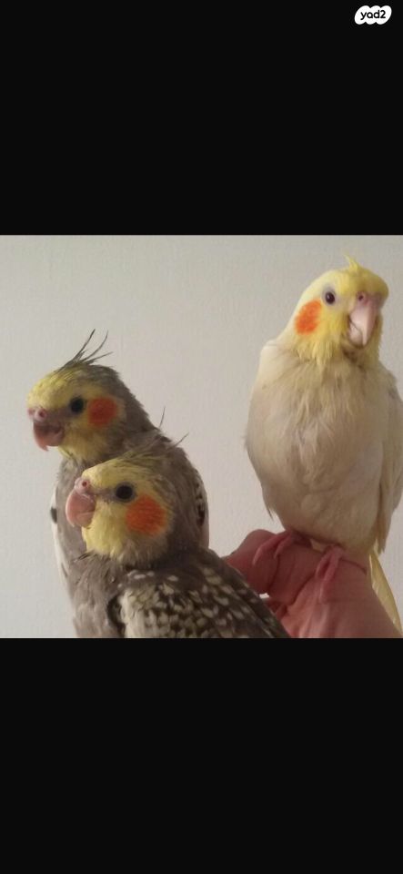 תוכי קוקוטייל