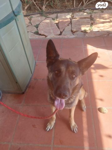 כלב רועה גרמני