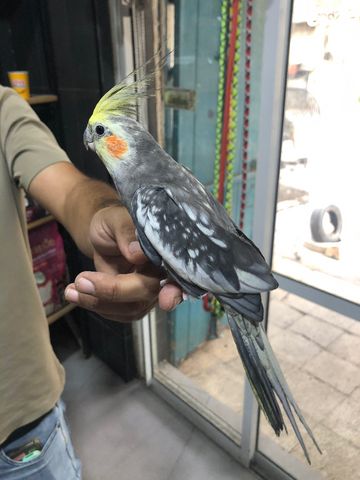 תוכי קוקוטייל