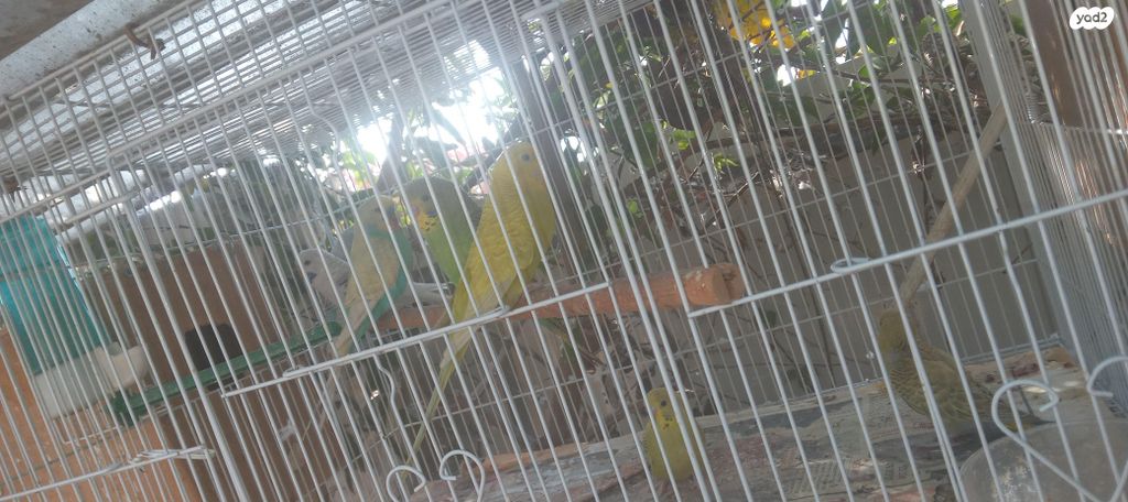 תמונת מודעה - חיות מחמד