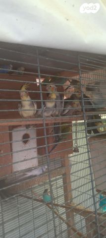 תמונת מודעה - חיות מחמד