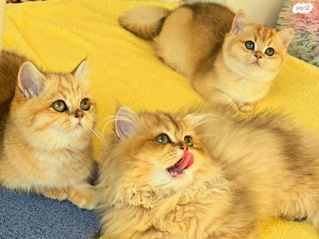 תמונת מודעה - חיות מחמד