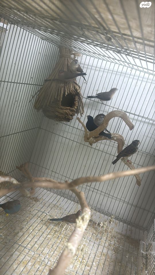 תמונת מודעה - חיות מחמד