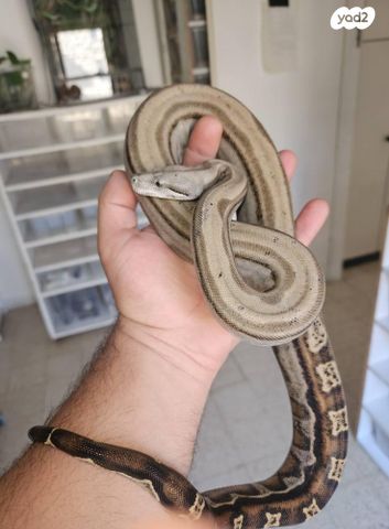 תמונת מודעה - חיות מחמד