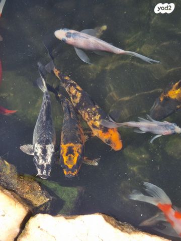 תמונת מודעה - חיות מחמד