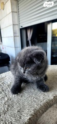 תמונת מודעה - חיות מחמד