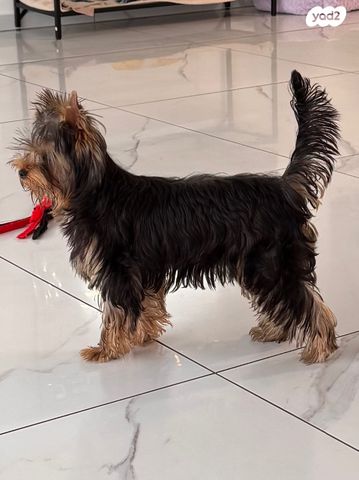 תמונת מודעה - חיות מחמד