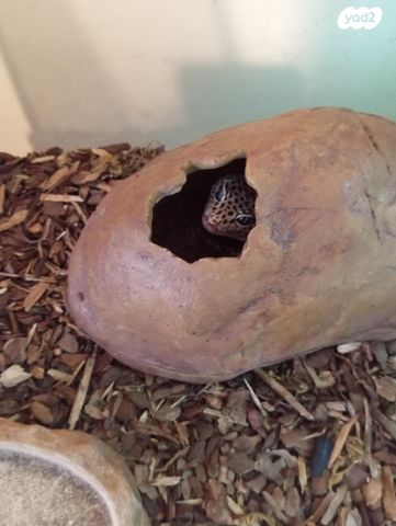 תמונת מודעה - חיות מחמד