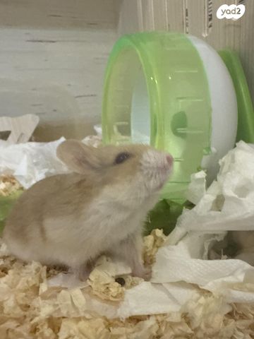 תמונת מודעה - חיות מחמד