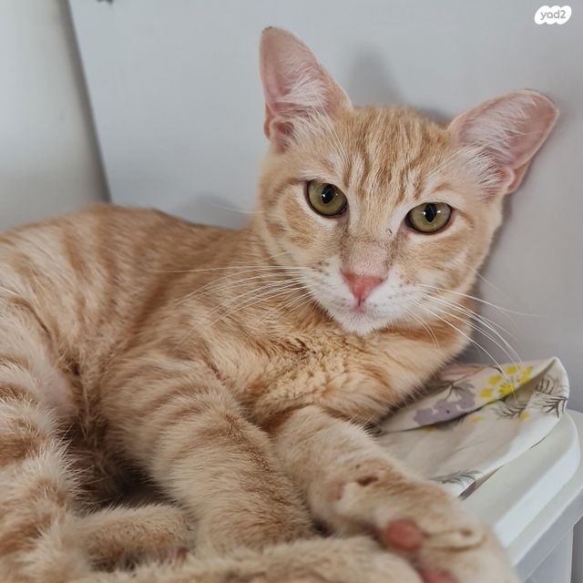 תמונת מודעה - חיות מחמד